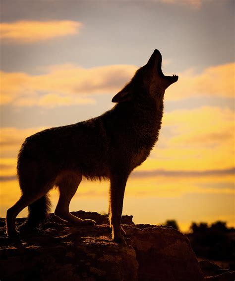 coyotes howling images